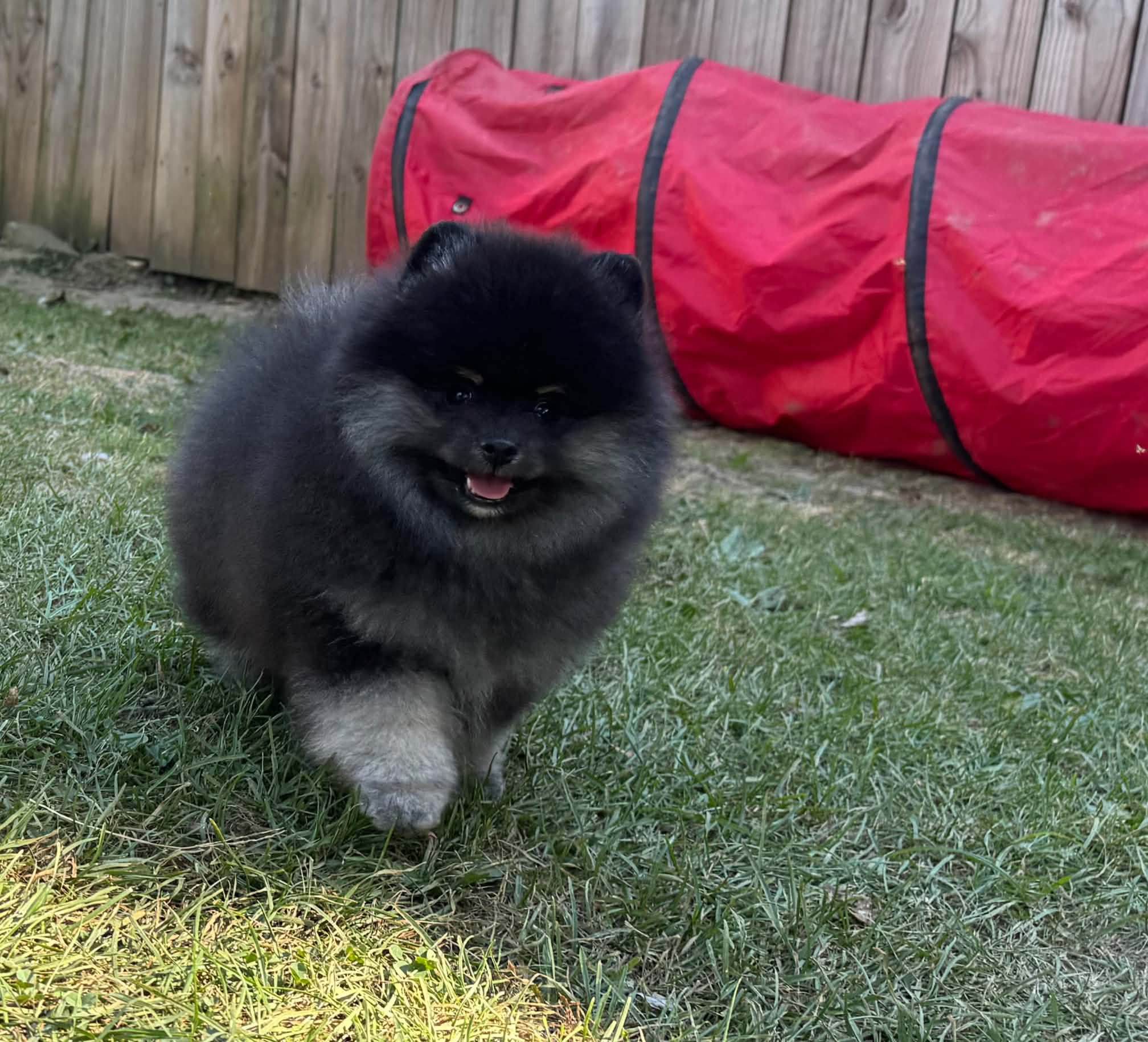 Quality AKC Seger, a black and tan Pomeranian puppy running in grass.