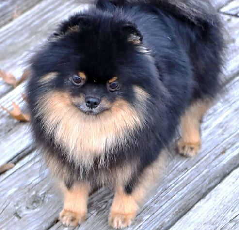 AKC Black and Tan Pomeranian Puppy hanging out for his photoshoot