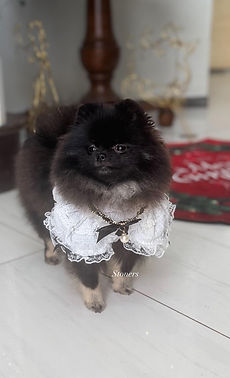 Black and Tan Pomeranian puppy in a white dress at christmas