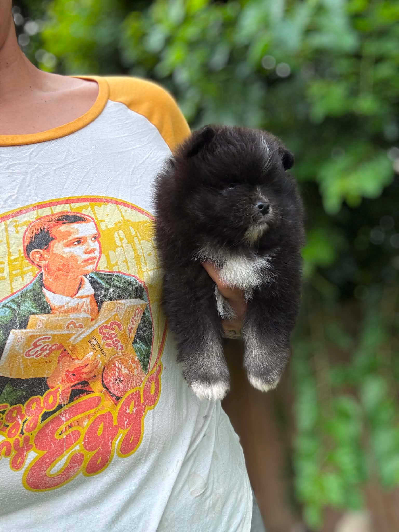 Cassim – AKC Black Parti Pomeranian Puppy for Sale