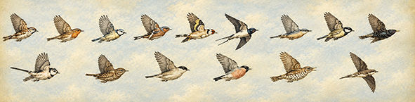 Thumbnail: Vintage garden birds drum lampshade handmade in England