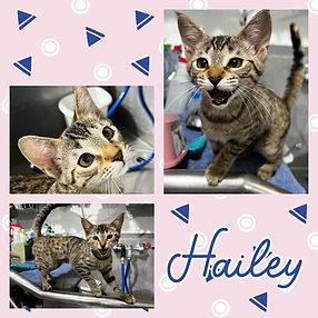 Hailey.jpeg