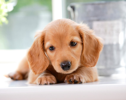 ミニチュアダックスフンドの子犬