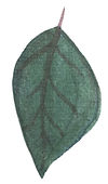 blue_grey_leaf.jpg