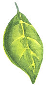 leaf_green.jpg