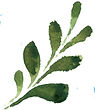leaf_oblong_green.jpg