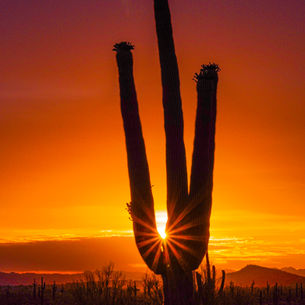 Desert trails, canyon vibes, Arizona in Focus