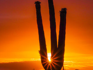Desert trails, canyon vibes, Arizona in Focus