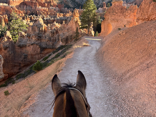 On Trails with Horses- A Rider's Experience