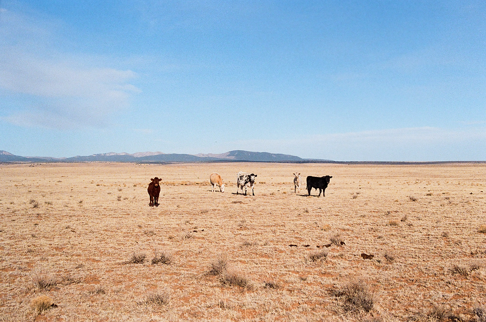 Central New Mexico (Photo courtesy of @landofthelonesome)