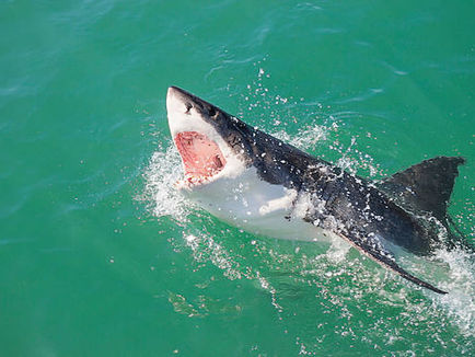 South Africa Adventure Activities