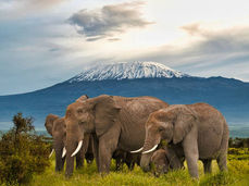 National Parks to Explore in Kenya