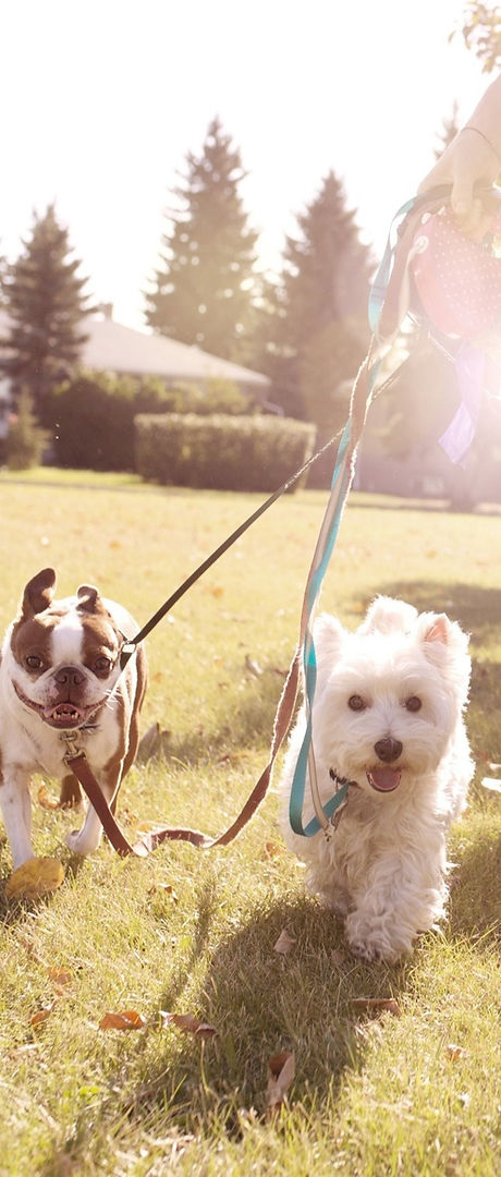 Dog%252520Walking%252520on%252520a%252520Sunny%252520Day_edited_edited_edited.jpg