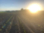 Growing crops with a sunset on a farm in Manitowoc, Wisconsin