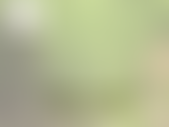 Horsetail - isnt it poisonous?