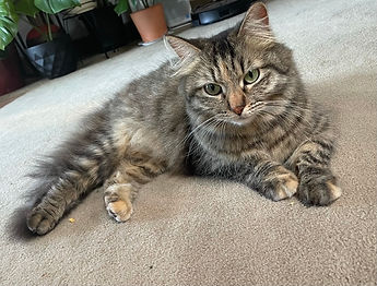 Cleo