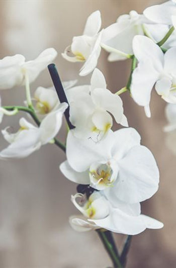 ORQUÍDEA 2.jpg