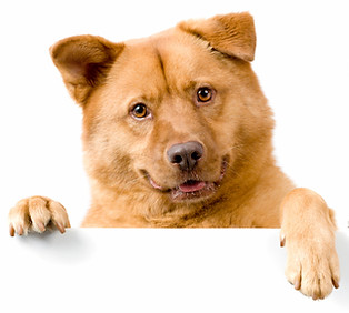 Nutrition information dog