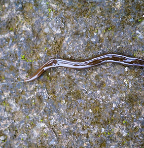 hammerhead-worm.jpg