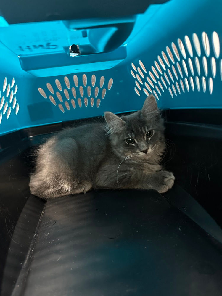 Leo
