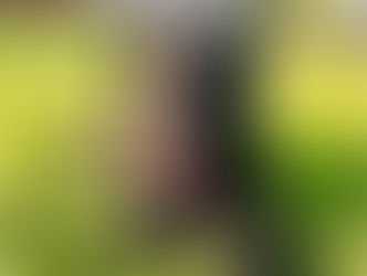 Terra | Labrador Retriever | Canyon Country, CA | In-Training