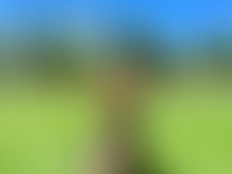 Bijou | Yorkie | Hermosa Beach, CA | In-Training