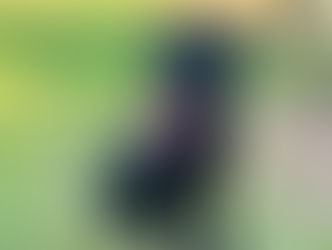 Reggie | Labrador Retriever | Marina del Rey | In-Training