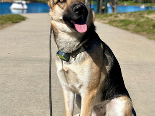 Juju | German Shepherd Husky Mix | Los Angeles, CA | In-Training