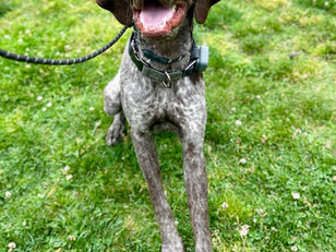 German Shorthaired Pointer | Gary | Anaheim, CA