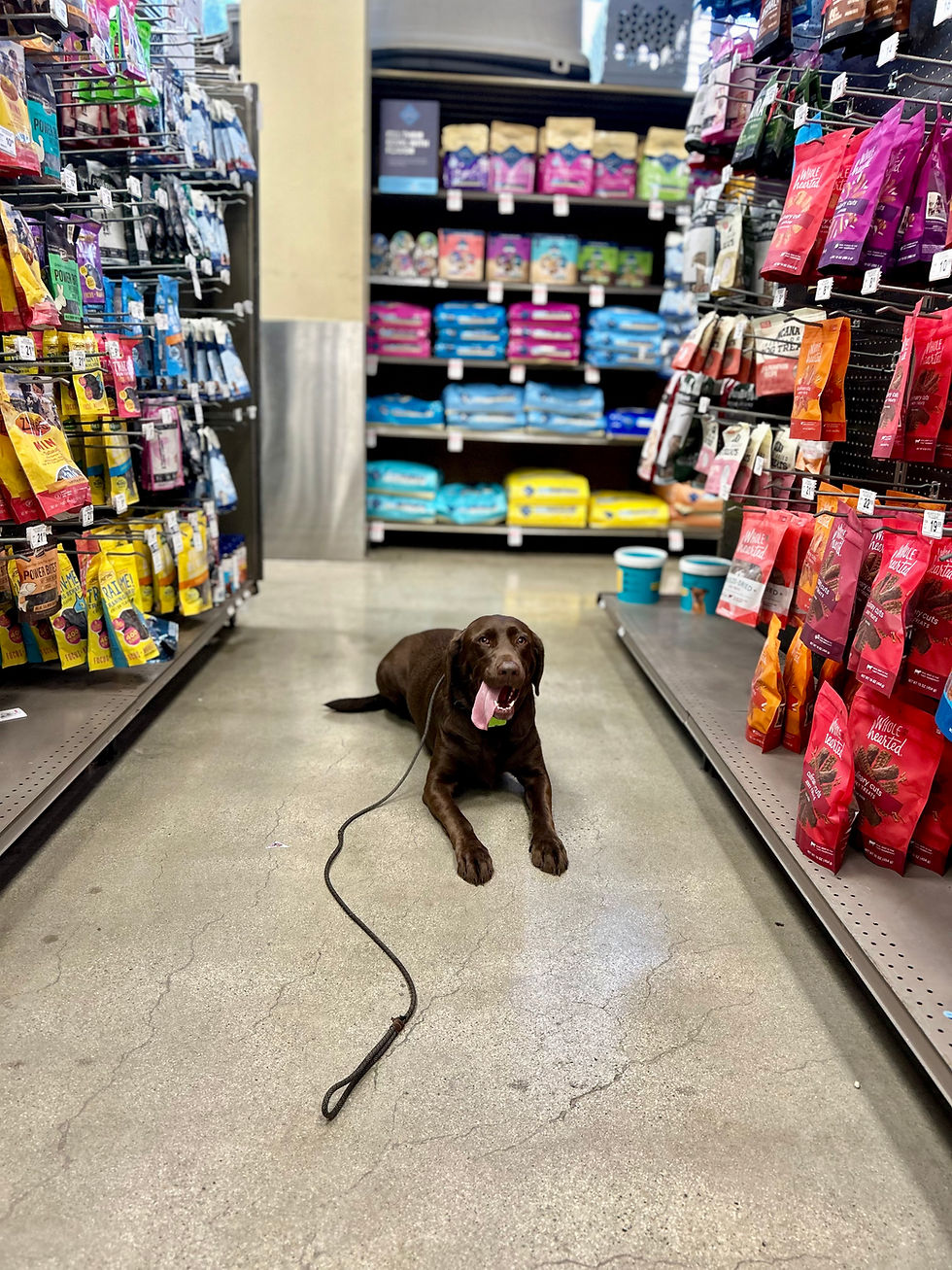 Chocolate Lab Training Chocolate Labrador Training | Kona | Westlake Village, CA