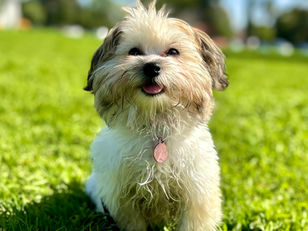 Rosy | Havanese | Los Angeles, CA | In-Training