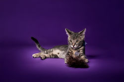 Dezzii Kitties by JumpRAW-400126