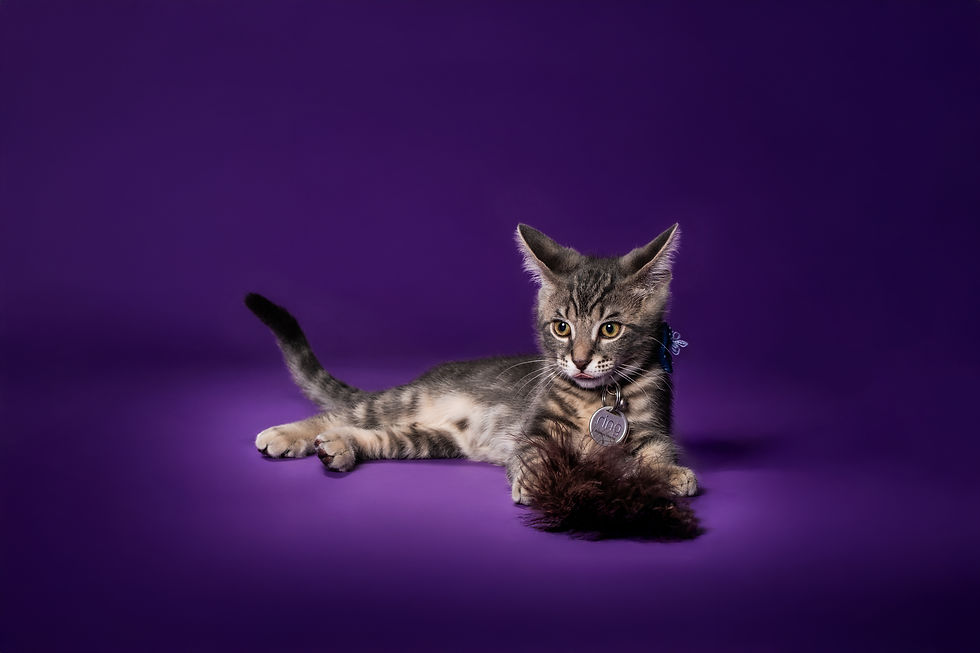 Dezzii Kitties by JumpRAW-400126.jpg