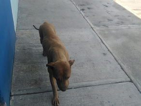 Los perros en la calle, una problemática