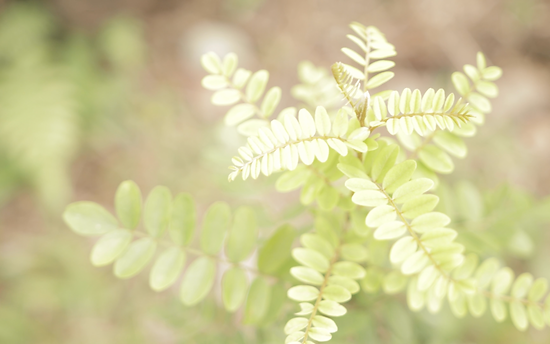 Screen Shot 2023-12-12 at 1.07.10 PM.png