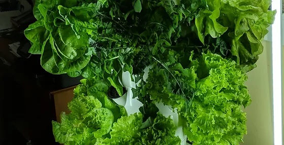 LIVElife Vertical Gardens