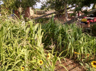 Invitation to Grow Food at Sunflower