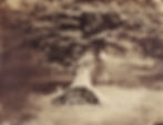 Antique photo: child's cart hidden under tree