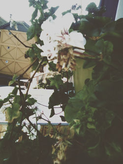 FLORA