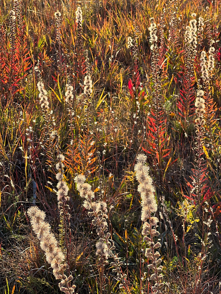 How does a park win?