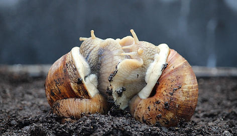 wijngaardslakken - escargots de bourgogne - helix pomatia