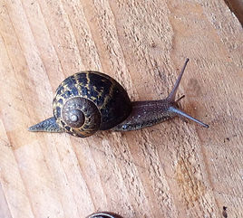escargot petit-gris Helix aspersa Muller
