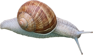 escargot de bourgogne - wijngaardslak