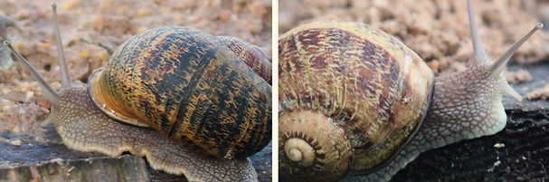 helix aspersa bordé et non-bordé