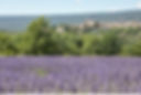 lavande--Alain-Hocquel-4042.jpg-1920px.JPG