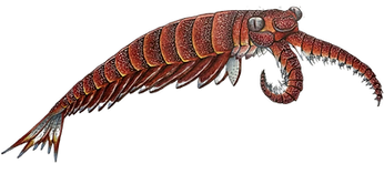Anomalocaris Artwork by Paul Kuchnicki