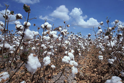 Champs de coton.jpeg