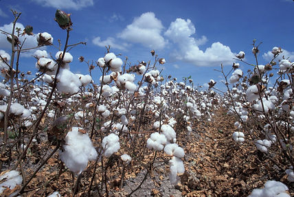 Champs de coton.jpeg