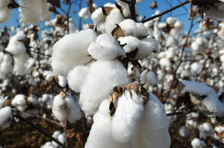 pourquoi la culture du coton est un fleau pour l environnement pourquoi la culture du coton est un
