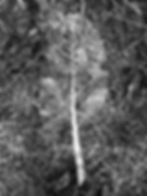 Fekete-feher foto egy levelrol, aminek latszik az erezete